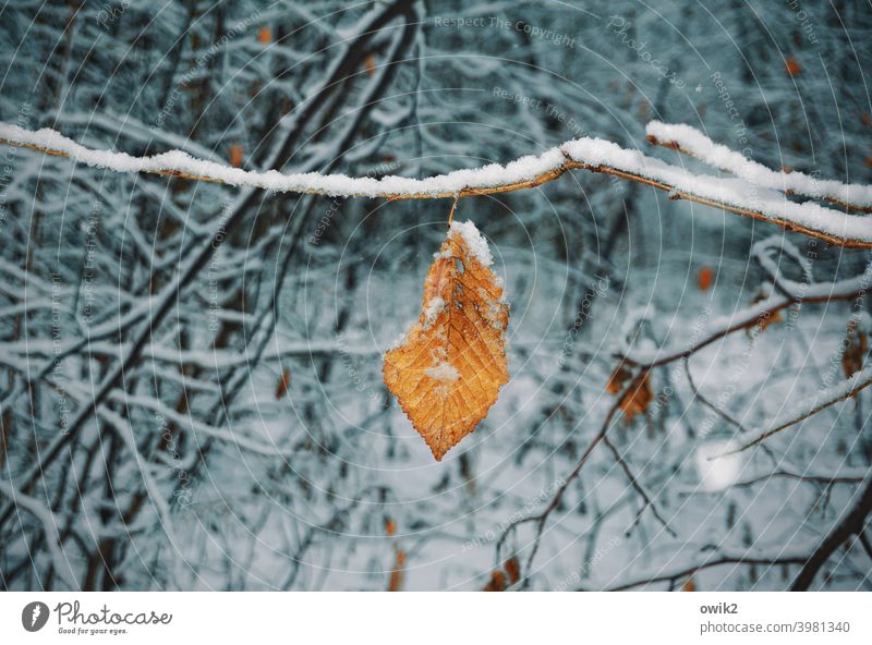 Gülden Laubblatt im verschneitem Gehölze Blatt Umwelt Kontrast Detailaufnahme Nahaufnahme Außenaufnahme Gedeckte Farben Farbfoto Vergänglichkeit Herbstfärbung