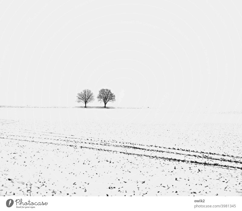 Runter vom Acker! karg weiß Schönes Wetter kalt Baum Winterstimmung Schneelandschaft Ferne Umwelt Natur Landschaft Himmel verschneit Weite Horizont kühl