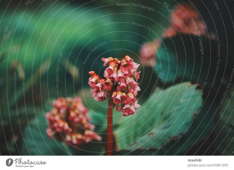 Nahaufnahme von bergenia crassifolia blühend im Frühling Garten Blatt Blüte grün Blütezeit Natur Flora Blume rosa Botanik Sommer purpur Hintergrund Saison hell