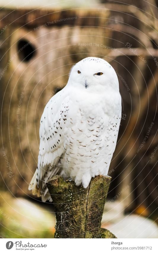 Schnee-Eule, die im Frühjahr auf einem Ast thront. Tier Tiere Hintergrund schön Schönheit Vogel Nahaufnahme kalt Farbe Erhaltung niedlich Auge Fauna Federn