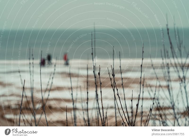 Spaziergang entlang des Ostseestrandes im Januar Kunst Europäer Kunstwerk Wald Baum Sandstrand Winterstrand Eissand Sand Eis Schnee laufen Ufer Horizont Nebel