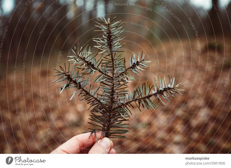 Tannenbaum Ast Bokeh abschließen Konifere Koniferenwald Nadelwald Aushärten geschnitten dichter Wald trocknen Tannenzweig Tannenzapfen Forstwirtschaft Frucht