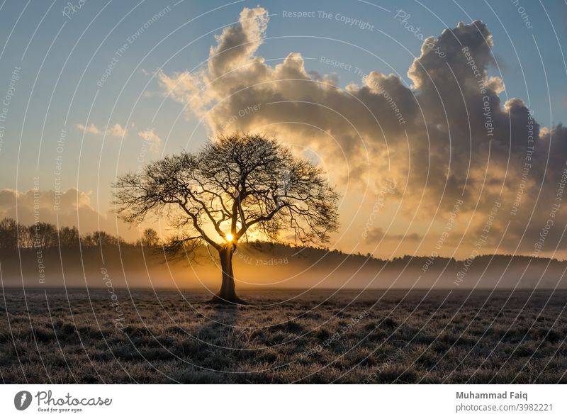 Eine schöne Natur einsamer Baum und Wolken Landschaft mit Sonnenuntergang Sonnenlicht Sonnenaufgang Licht Himmel Farbfoto Gegenlicht Abend Umwelt Schatten