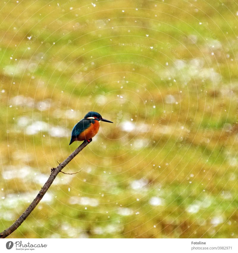 Kalt hier! Der Eisvogel sitzt im Schneegestöber auf einem Ast. Im Hintergrund eine Wiese, die langsam verschneit. Eisvögel Vogel Tier Außenaufnahme Farbfoto