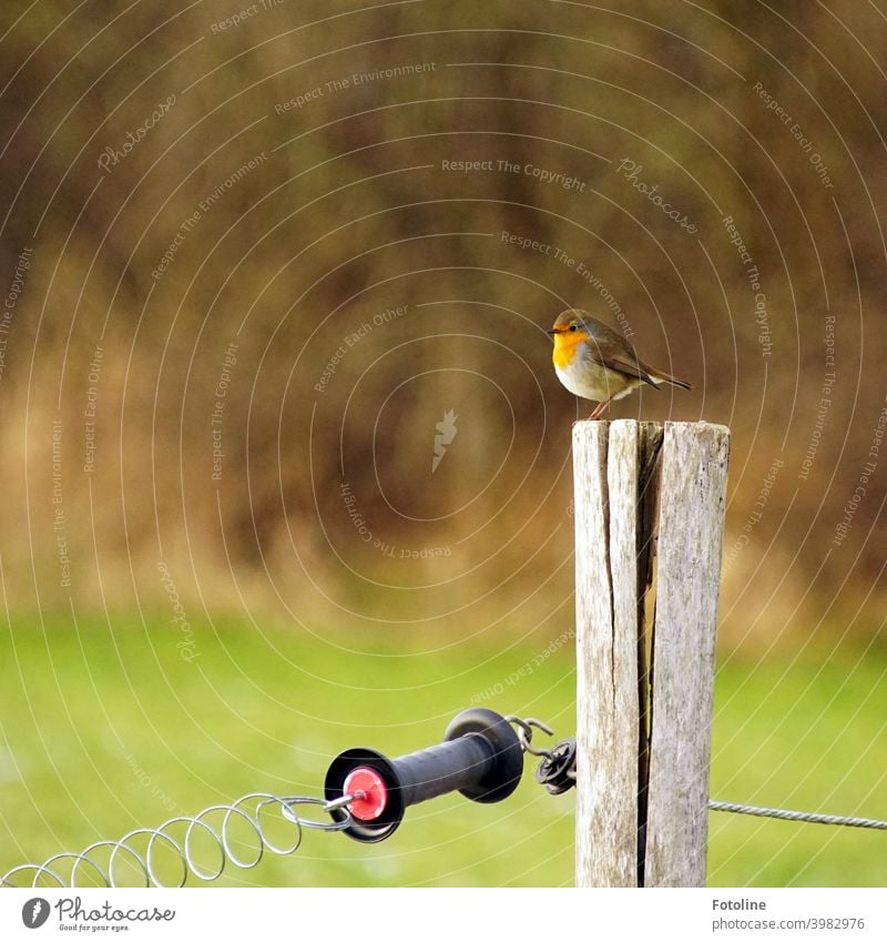 Ein kleines aufgeplustertes Rotkehlchen sitzt auf dem Pfeiler einer Viehweide im tristen schneelosen Winter. Vogel Tier Außenaufnahme Natur Farbfoto 1