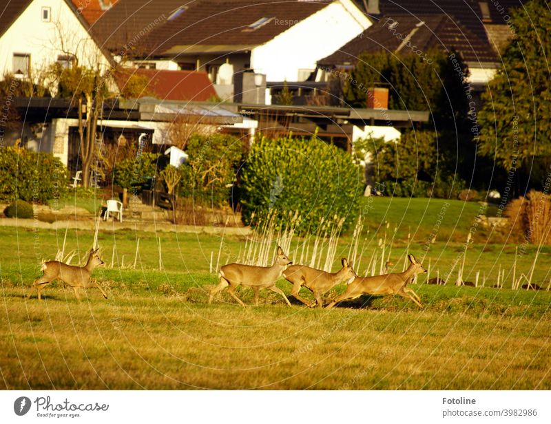 So nah am Menschen. Die Rehe bei uns im Drömling Naturschutzgebiet kommen sehr dicht an die angrenzenden Häuser heran. Wildtier wild springen rennen laufen Tier