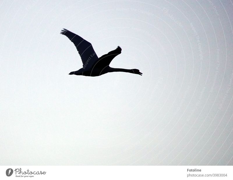 Kranichflug vor einem wolkigen, orangefarbenen Himmel. Da fliegen sie im Sonnenaufgang. Vogel Natur Außenaufnahme Wildtier Farbfoto Tier Menschenleer Umwelt