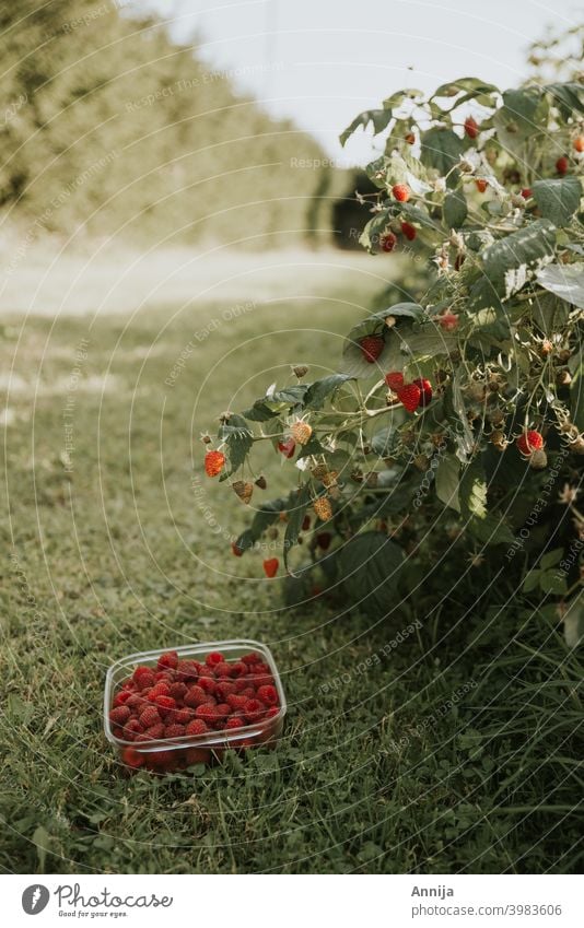 Himbeerernte Himbeeren Ernte organisch Frucht Früchte Beeren frisch Bioprodukte keine Verschwendung nachhaltig Vegetarische Ernährung Gesunde Ernährung