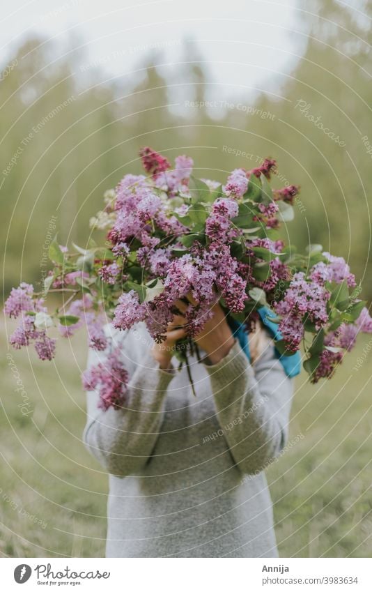 Flieder Fliederbusch Natur Pflanze violett Farbfoto Blüte Garten Außenaufnahme Frühling Mädchen Blütenblätter Blumenwiese Feld