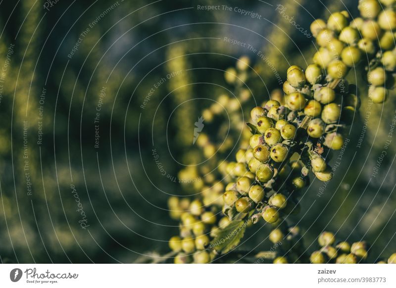 grüne Früchte von Vitex agnus aus der Nähe gesehen horizontal Heilung Entzündung Ruhe Medizin medizinisch Duft Pharma Gesundheit Pflege violett Spitze Farbbild