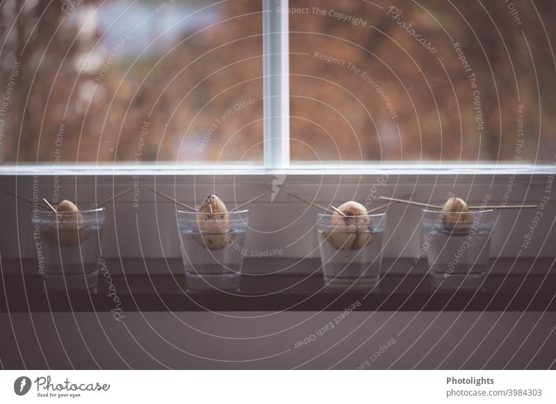 Avocadokerne in Gläsern auf einer Fensterbank Avocado-Samen Avocado-Pflanze Natur Nahaufnahme Wasser Avocadopflanze Glas Schaschlikspieß Holzstäbchen 4