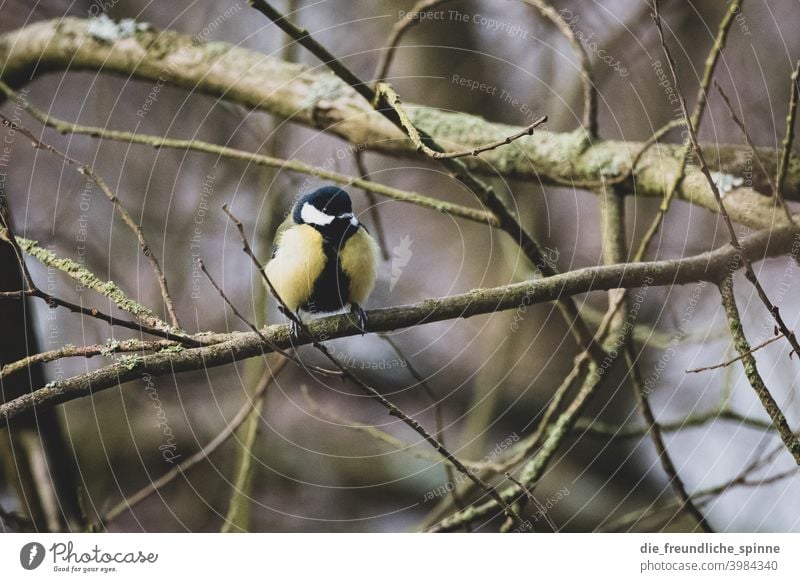 Kohlmeise auf Ast Meise Vogel fliegen gelb Frühling Tier Außenaufnahme Natur blau Feder Garten klein Nahaufnahme Winter Schnabel wild schön Tierwelt Singvogel