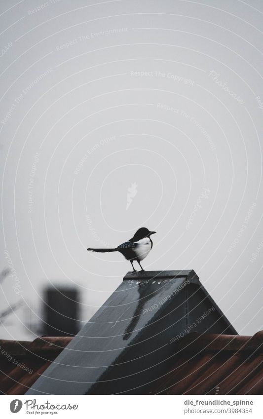 Elster auf Dach Vogel Frühling Tier Außenaufnahme Natur Feder Garten klein Nahaufnahme Winter Schnabel wild schön Tierwelt Singvogel Ornithologie Farbfoto