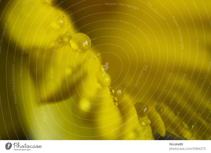 Tautropfen auf gelbem Blütenrand Osterglocken Narzissen Gelbe Narzisse gelber hintergrund Frühling Blühend Pflanze Blume Farbfoto Natur Menschenleer