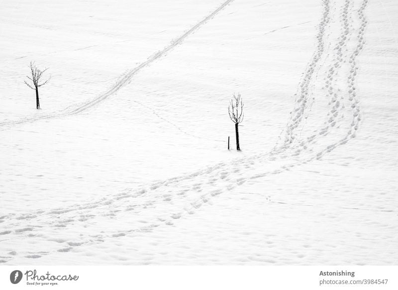 Schneespuren Spuren Winter Bäume Kleimbäume zwei 2 Tal unten hinunter hinauf runter rauf Wege weiß grau Kontrast Winterwanderung gehen Wanderung wandern