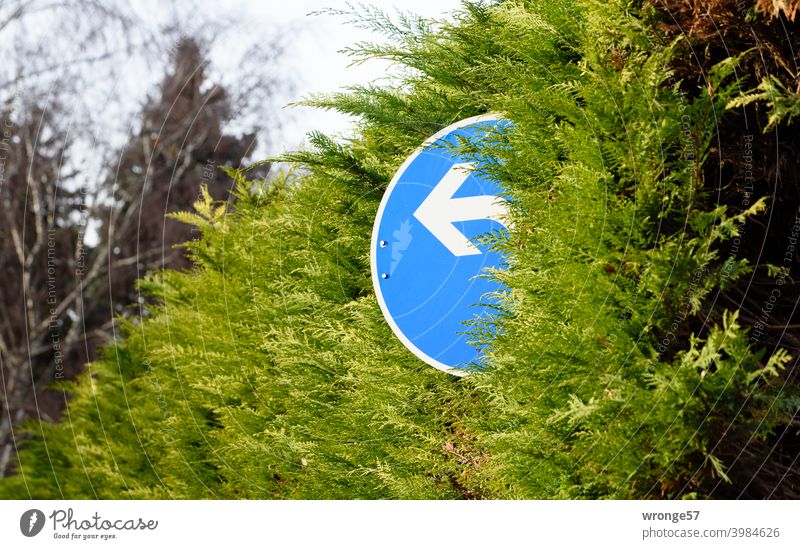 Verkehrszeichen 209-10 Vorgeschriebene Fahrtrichtung (links) schaut aus einer Koniferenhecke heraus Hecke Grünzeug grüne Koniferen Menschenleer Außenaufnahme