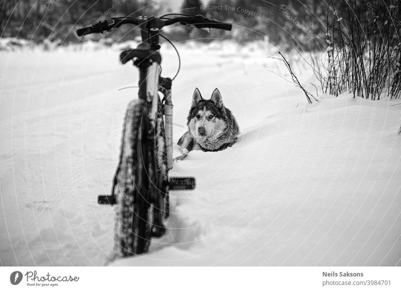 Husky und Fahrrad / nirgendwo anders kann man hingehen Schnee ist zu tief / Moment der Entspannung Tiere Winter schön Eckzahn Konkurrenz durchkreuzen Hund