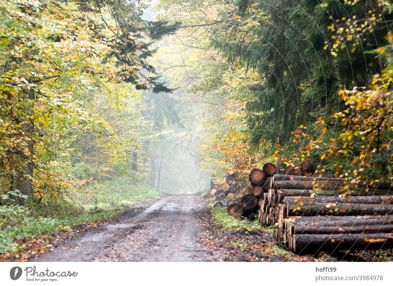 sonnendurchfluteter Waldweg mit frischen grünen und gelben Laub Sonne Hell hellgrün Frühling Frühlingserwachen Natur Licht Sommer Tag Sonnenlicht Sonnenstrahlen