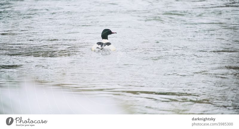 Einzelner Gänsesäger, Mergus merganser, Erpel auf einem Fluss mit Wellengang Merganser erpel Ente Vogel Tier Feder Natur Schnabel Farbfoto Außenaufnahme Wasser