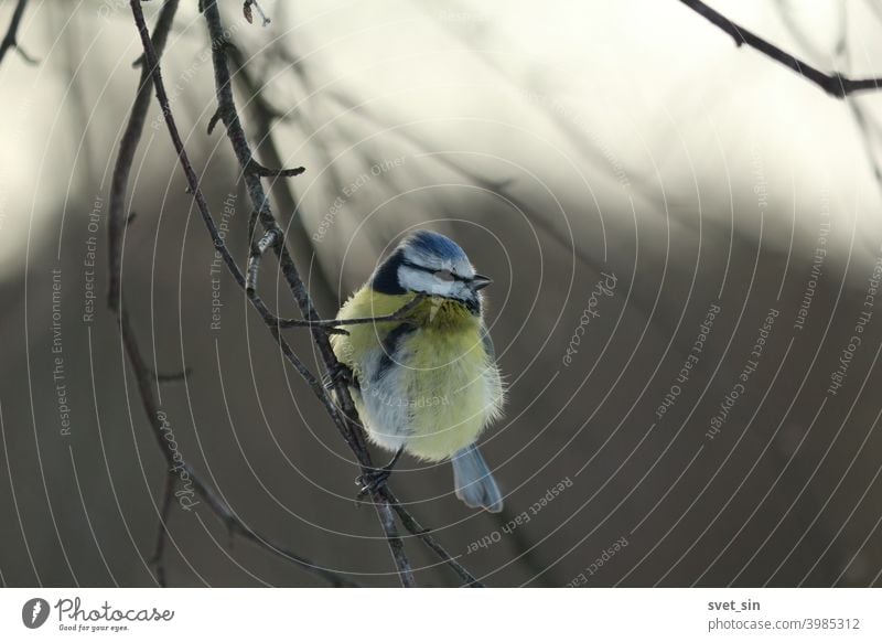 Cyanistes caeruleus, Blaumeise, Eurasische Blaumeise, Europäische Blaumeise, Blaumeise. Eine Blaumeise sitzt an einem frostigen Wintertag auf Birkenzweigen.