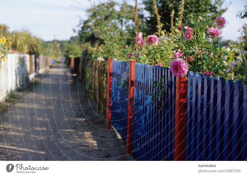 Kleingartenidyll Zaun Blumen Sommer farben blau rosa grün schrebergarten Freizeit Erholung kolonie Gartenhaus gemüse rasen lattenzaun Pfosten