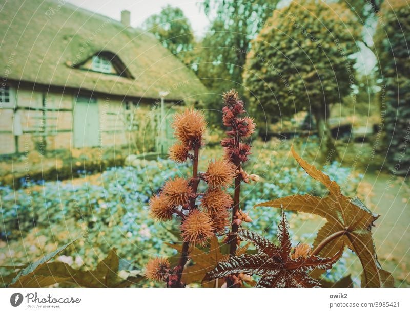 Rizinus Garten Gartenpflanzen Blatt Dorfidylle Detailaufnahme Menschenleer Natur Außenaufnahme Nahaufnahme Farbfoto Idylle dörflich blühend Haus Fenster Fassade