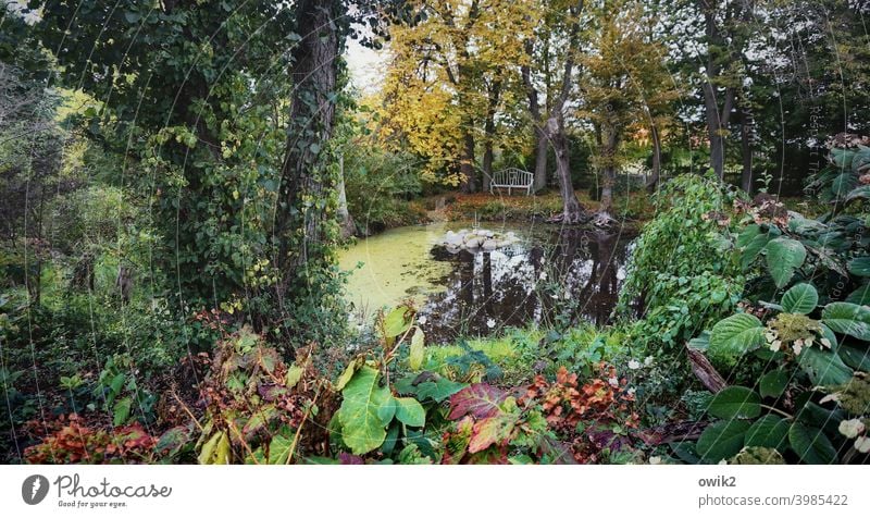 Zugewachsen Panorama (Aussicht) Totale Low Key Schatten Textfreiraum links Textfreiraum rechts Menschenleer Außenaufnahme Farbfoto Wasseroberfläche Herbst