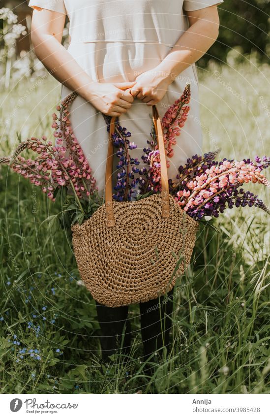 Blumen pflücken Lupinen Lupinenblüte Natur Land Scheune Bauernhof Gras Kommissionierung Feld Blühend Sommer Farbfoto Blüte