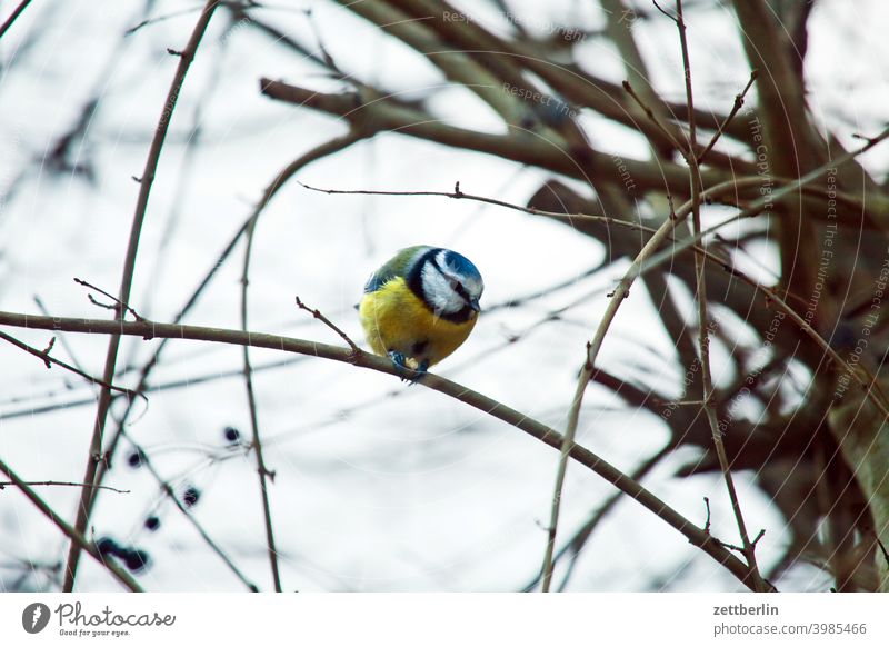 Blaumeise im Winter ast baum erholung ferien garten kleingarten kleingartenkolonie menschenleer natur pflanze ruhe schrebergarten strauch textfreiraum