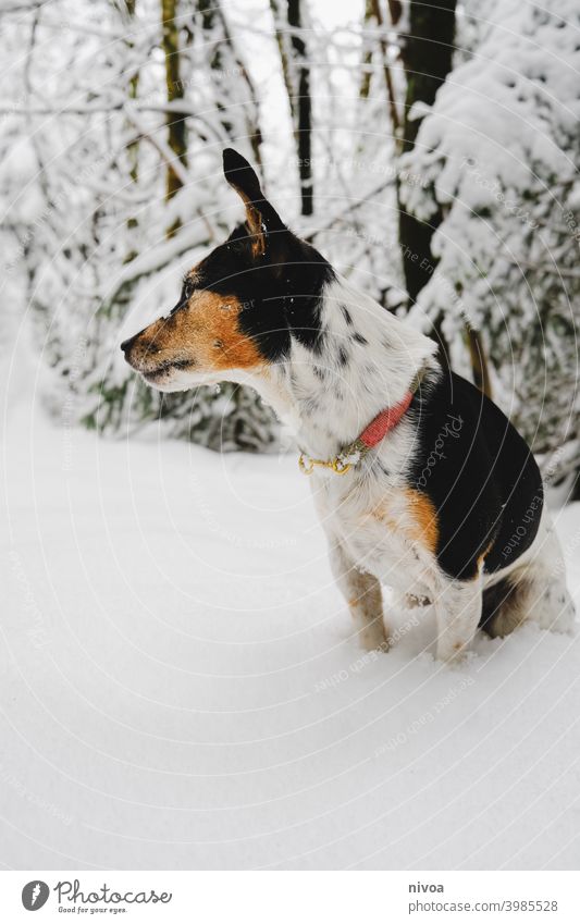 Jack Russel Terrier im Schnee Jack-Russell-Terrier Wald Winter Halsband Hund Haustier Tier klein niedlich Glück Porträt weiß Besitzer sitzen gehorsam Lifestyle