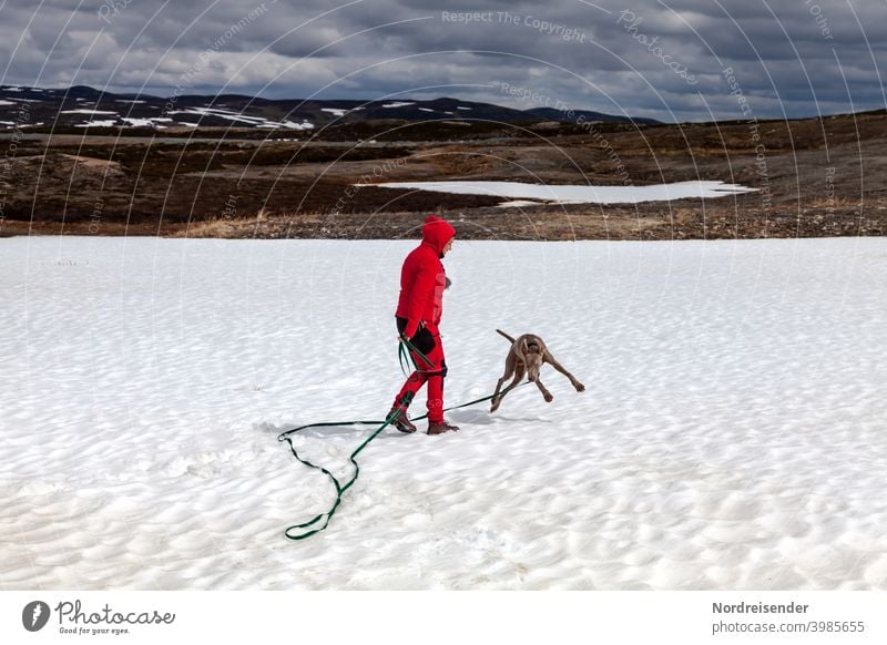 Weimaraner Welpe tobt und spielt im Schnee hund weimaraner frau person schnee winter gebirge vorstehhund wandern unterwegs ausbildung jagd welpe junghund fell