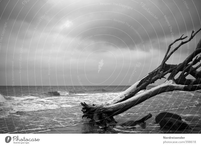 Klassisch.... ruhig Urelemente Wasser Horizont Wind Baum Küste Ostsee Meer Stein Holz alt Traurigkeit verblüht dehydrieren dunkel demütig Einsamkeit Erschöpfung