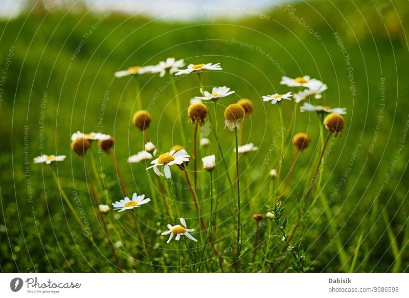 Kamillenblüten Nahaufnahme. Blossom Feld im Sommer Tag Blume Pflanze Echte Kamille grün schön Gänseblümchen Schönheit weiß Hintergrund Natur gelb Frühling Kraut