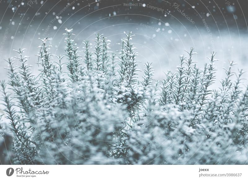 Mediterraner Rosmarin-Kräuterstrauch leicht von Schnee bedeckt Rosmarinus officinalis Winter Flocken grün weiß Schneefall kalt Kälte schwache Schärfentiefe