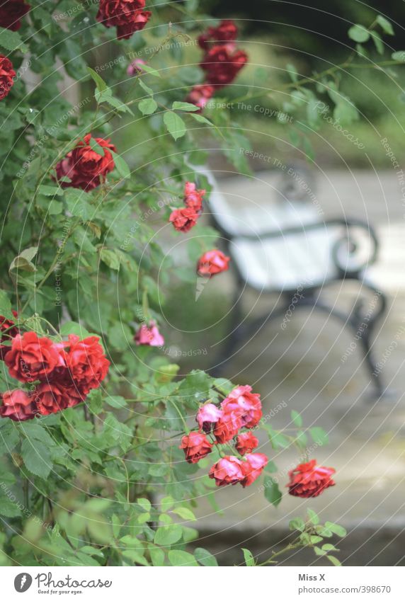 Romantik pur Häusliches Leben Garten Rose Gefühle Stimmung Liebe Tierliebe Verliebtheit Liebesaffäre Lustgarten Parkbank Treffpunkt Verabredung Rosengarten