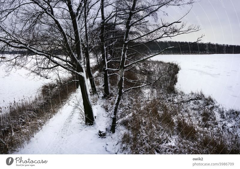 Winter von oben Außenaufnahme Lausitz friedlich Bäume Äste und Zweige kahl Ruhe melancholie Zweige u. Äste Laubbaum Teich hoch Baumstamm Schönes Wetter