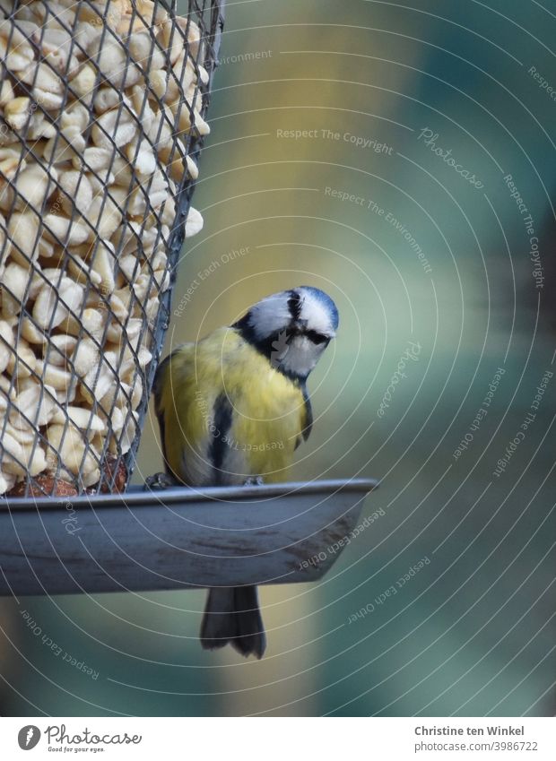 Halloooo, du auch hier? Eine kleine Blaumeise sitzt an einem Futterspender mit Erdnüssen, legt neugierig den Kopf zur Seite und schaut direkt in die Kamera.