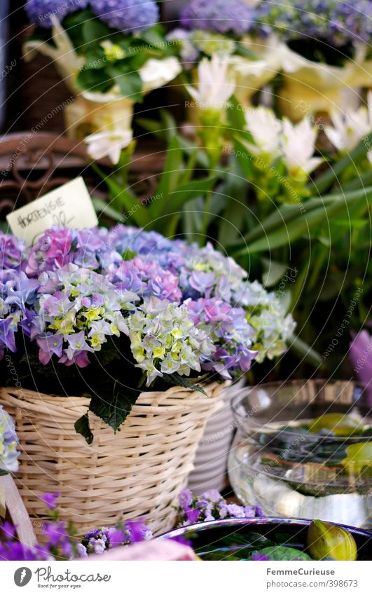 Hortensie. Natur Frühling Sommer Schönes Wetter Pflanze Blume Blatt Blüte Grünpflanze Duft Hortensienblüte Hortensienblätter Geschenk Dekoration & Verzierung