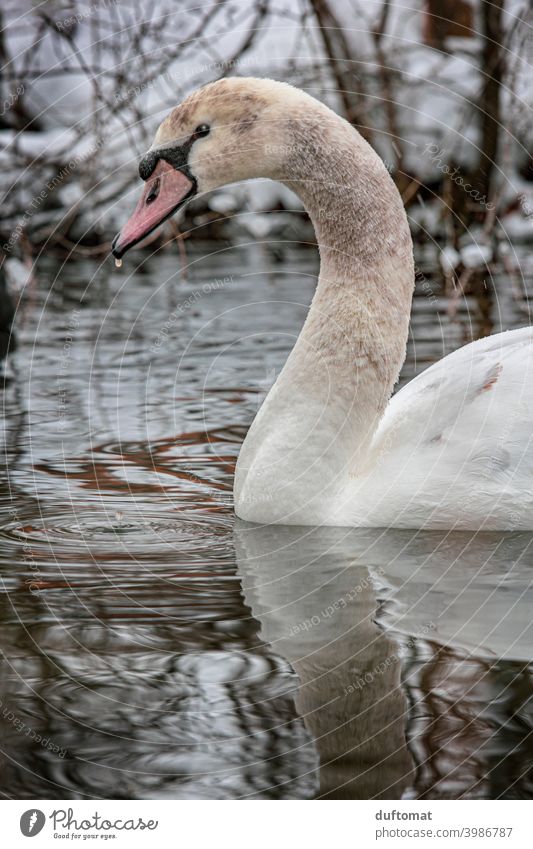 Junger Schwan im Winter auf dem Wasser Vogel Natur natürlich kalt weiß Tier Feder Schnabel elegant Stolz ästhetisch Jungschwan Flügel Hals langer Hals