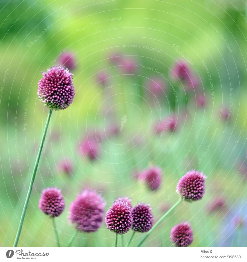 Zierlauch Frühling Blume Blüte Garten Blühend violett Gartenpflanzen Farbfoto mehrfarbig Außenaufnahme Menschenleer Textfreiraum oben Schwache Tiefenschärfe