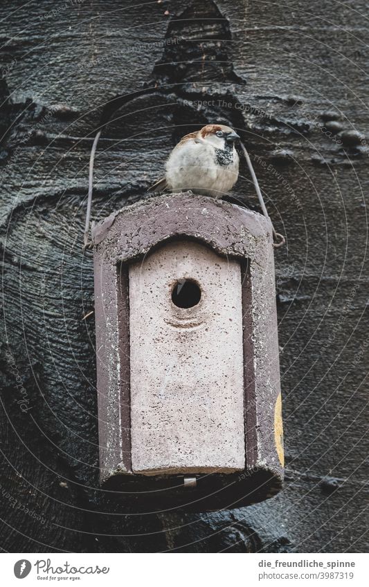 Sperling auf Vogelhaus fliegen Frühling Ast Tier Außenaufnahme Natur Feder Garten klein Nahaufnahme Winter Schnabel wild schön Tierwelt Singvogel Ornithologie