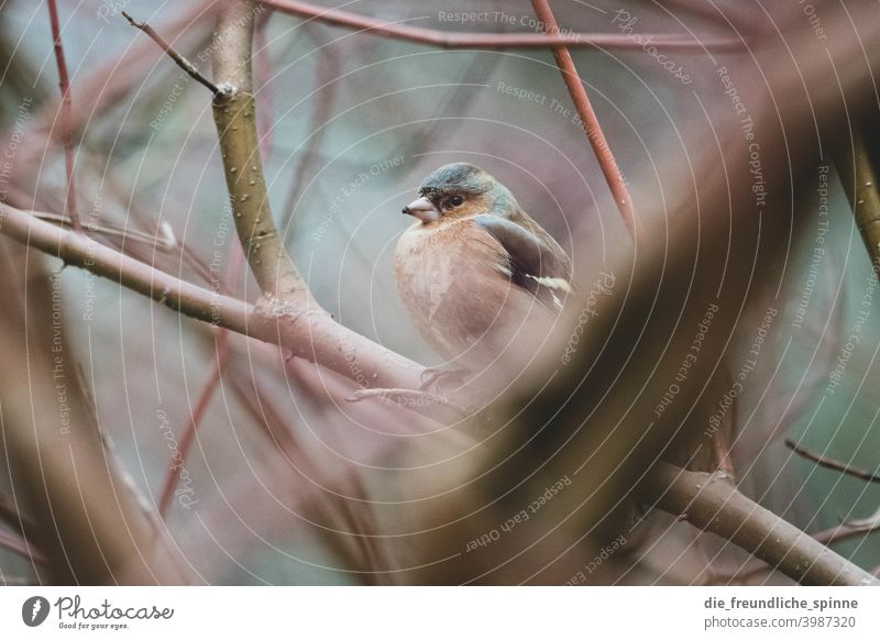 Buchfink auf Ast Vogel fliegen Frühling Tier Außenaufnahme Natur blau Feder Garten klein Nahaufnahme Winter Schnabel wild schön Tierwelt Singvogel Ornithologie