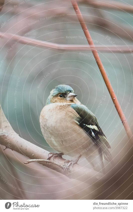 Buchfink auf Ast Vogel fliegen Frühling Tier Außenaufnahme Natur blau Feder Garten klein Nahaufnahme Winter Schnabel wild schön Tierwelt Singvogel Ornithologie