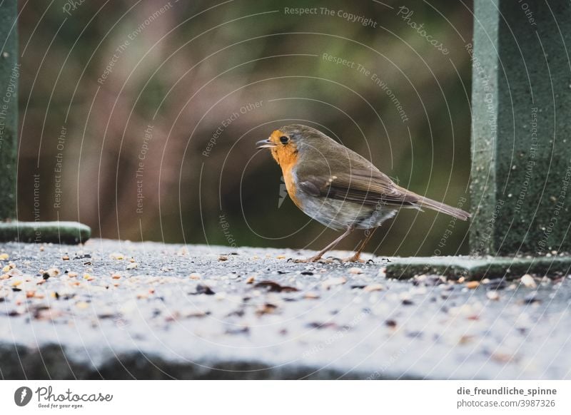 Rotkehlchen am fressen Vogel fliegen Frühling Ast Tier Außenaufnahme Natur blau Feder Garten klein Nahaufnahme Winter Schnabel wild schön Tierwelt Singvogel