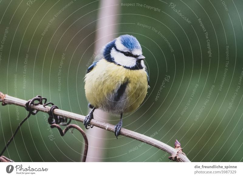 Blaumeisen auf Ast Meise Vogel fliegen gelb Frühling Tier Außenaufnahme Natur blau Feder Garten klein Nahaufnahme Winter Schnabel wild schön Tierwelt Singvogel