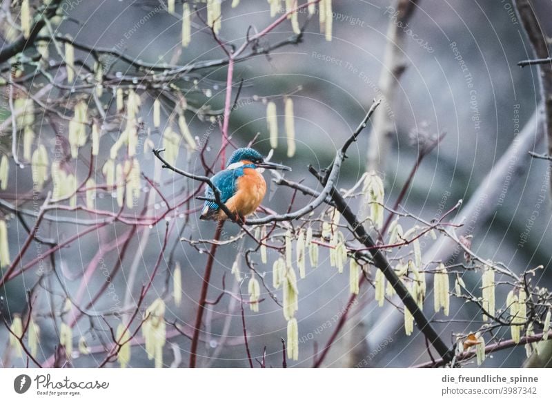 Eisvogel auf Ast Vogel fliegen Frühling Tier Außenaufnahme Natur Feder Garten klein Nahaufnahme Winter Schnabel wild schön Tierwelt Singvogel Ornithologie