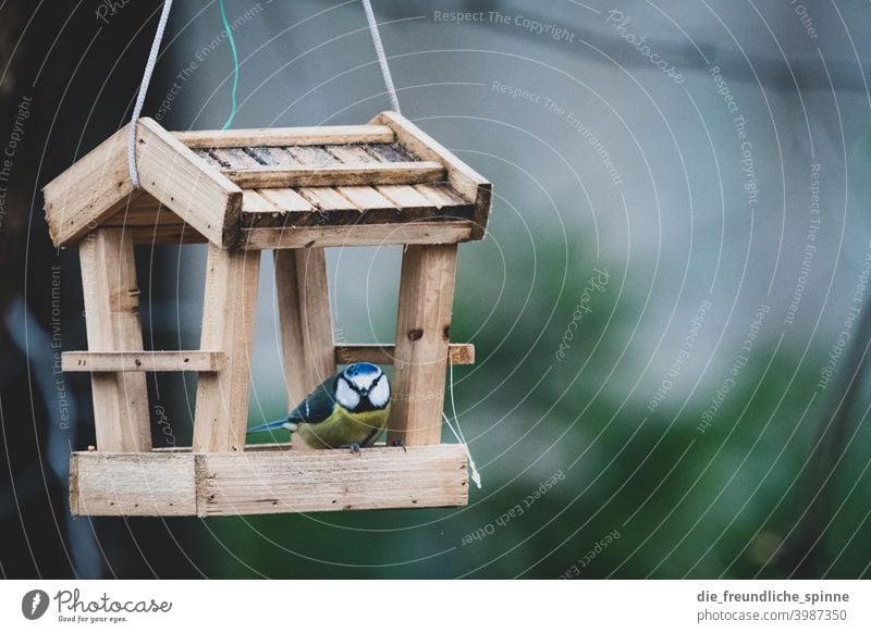 Blaumeise im Vogelhaus Meise fliegen gelb Frühling Tier Außenaufnahme Natur blau Feder Garten klein Nahaufnahme Winter Schnabel wild schön Tierwelt Singvogel