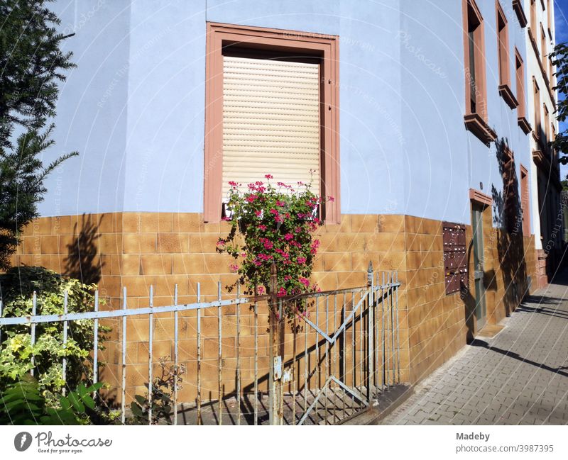 Alter Zaun vor einem Vorgarten mit Blumenschmuck im Sommer bei Sonnenschein vor hellblauer Fassade im Nordend von Frankfurt am Main in Hessen Sonnenschutz