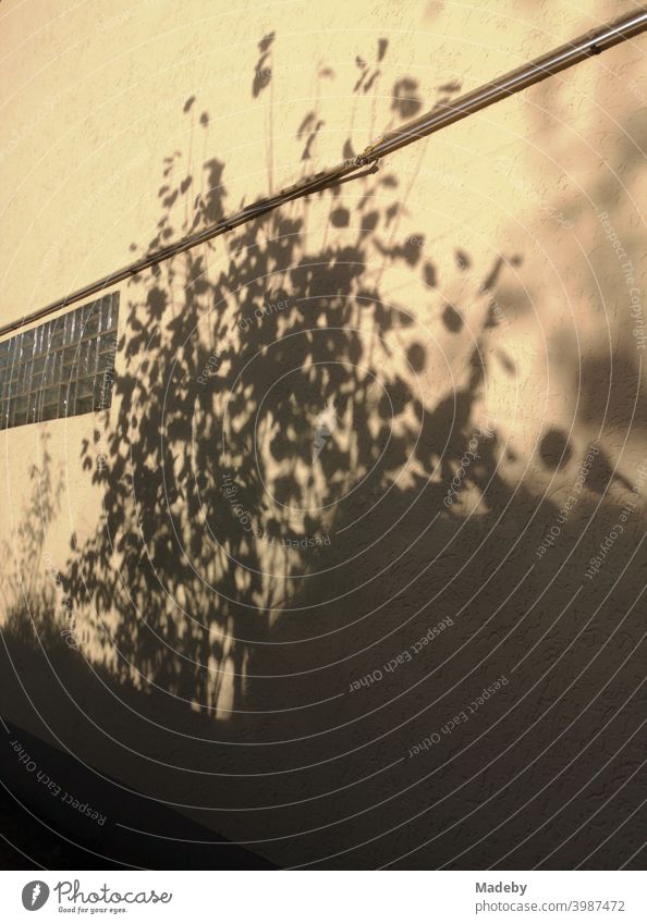 Schatten dürrer Äste mit Blättern im Herbst auf einer Fassade in hellem Beige des ehemaligen Kino in Oerlinghausen bei Bielefeld im Teutoburger Wald in Ostwestfalen-Lippe