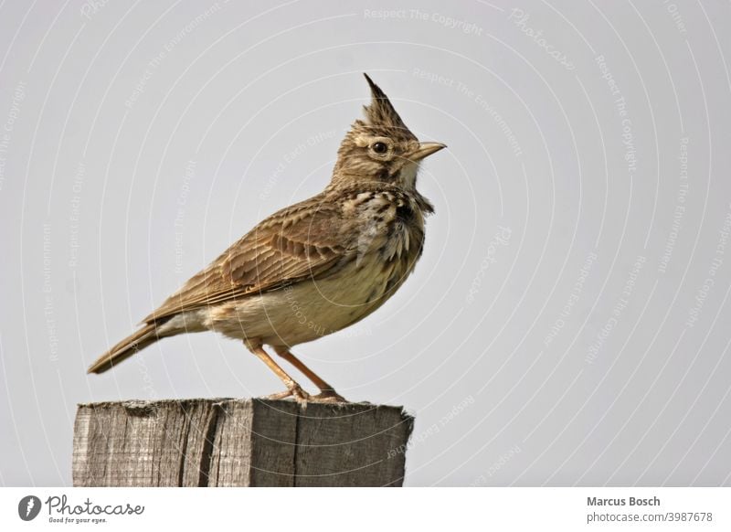 Haubenlerche, Galerida cristata, Haubenlerche Federhaube Buschwindröschen Lerche Lerchen Maennchen Sommer Trockengebiete Vögel Zugvögel Zugvogel Tier Tiere